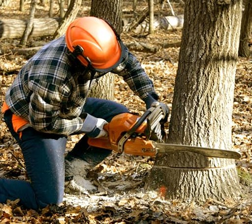 Tree Removal in Bay Minette, AL